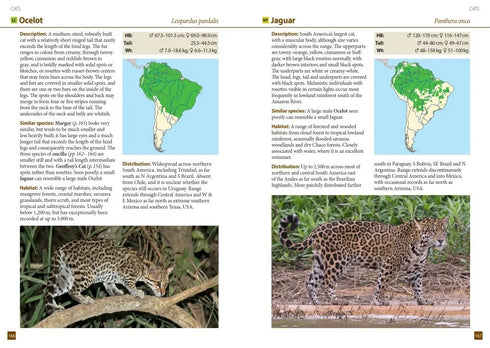 A Field Guide to the Larger Mammals of South America - Richard Webb and Jeff Blincow 2024