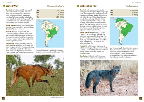 A Field Guide to the Larger Mammals of South America - Richard Webb and Jeff Blincow 2024