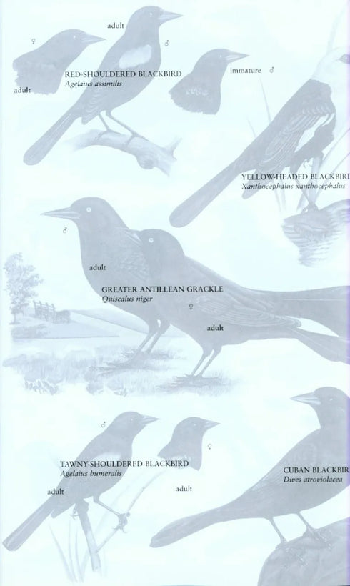 Helm Field Guide to Birds of Cuba - Garrido, O. ym. 2000