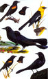 Helm Field Guide to Birds of Cuba - Garrido, O. ym. 2000