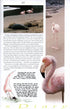 Galápagos Diary A Complete Guide to the Archipelago's Birdlife - Heinzel,H. 2000