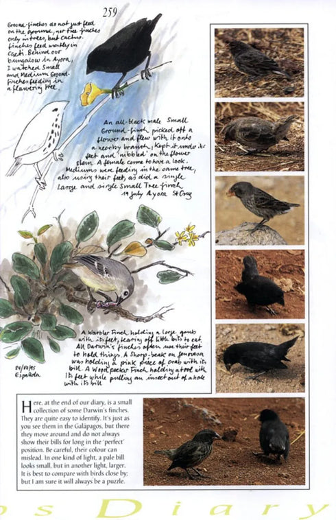 Galápagos Diary A Complete Guide to the Archipelago's Birdlife - Heinzel,H. 2000