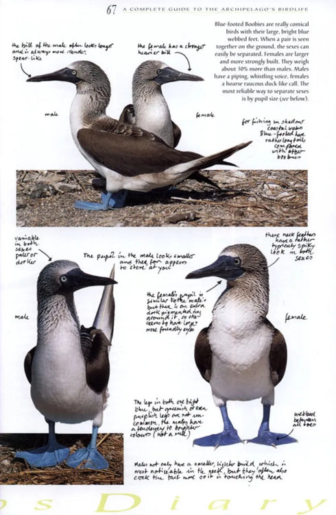 Galápagos Diary A Complete Guide to the Archipelago's Birdlife - Heinzel,H. 2000