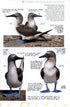 Galápagos Diary A Complete Guide to the Archipelago's Birdlife - Heinzel,H. 2000