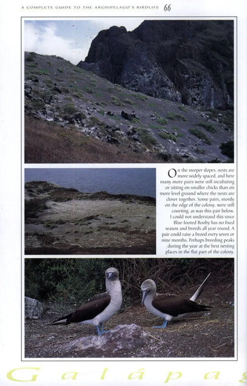 Galápagos Diary A Complete Guide to the Archipelago's Birdlife - Heinzel,H. 2000