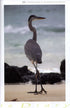 Galápagos Diary A Complete Guide to the Archipelago's Birdlife - Heinzel,H. 2000