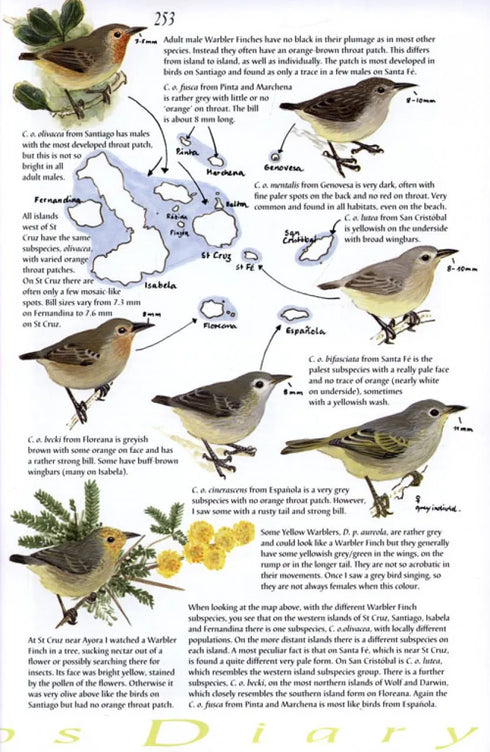 Galápagos Diary A Complete Guide to the Archipelago's Birdlife - Heinzel,H. 2000