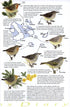 Galápagos Diary A Complete Guide to the Archipelago's Birdlife - Heinzel,H. 2000