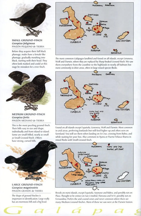 Galápagos Diary A Complete Guide to the Archipelago's Birdlife - Heinzel,H. 2000