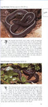 A Photographic Guide to Snakes and other Reptiles of Southern Africa - Bill Branch & Peacock 2002