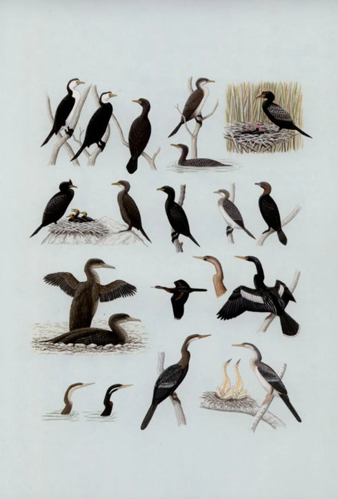 Pelicans, Comorants and their Relatives - The Pelicaniformes - Nelson,B.J. 2006