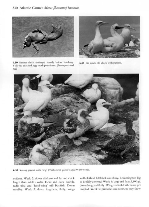 Pelicans, Comorants and their Relatives - The Pelicaniformes - Nelson,B.J. 2006