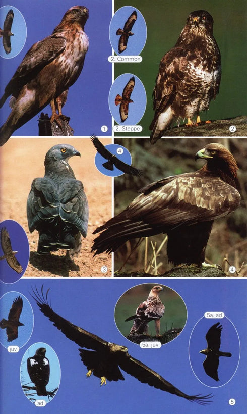 Birds of the Mediterranean A Photographic Guide -  Paul Sterry 2004