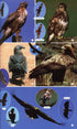 Birds of the Mediterranean A Photographic Guide -  Paul Sterry 2004