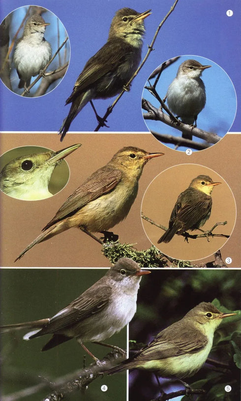 Birds of the Mediterranean A Photographic Guide -  Paul Sterry 2004
