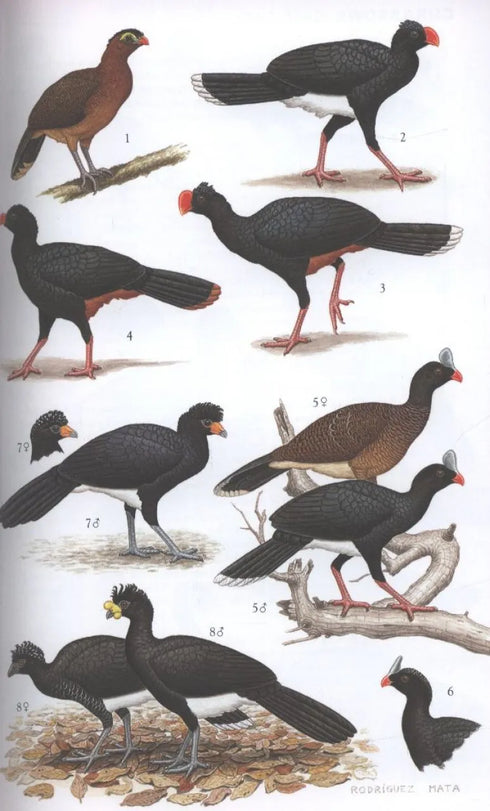 Field Guide Birds South America, non-passerines - Mata, R. 2006