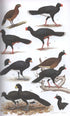 Field Guide Birds South America, non-passerines - Mata, R. 2006