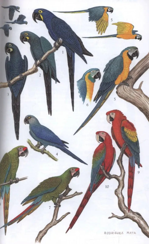 Field Guide Birds South America, non-passerines - Mata, R. 2006