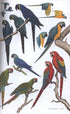 Field Guide Birds South America, non-passerines - Mata, R. 2006
