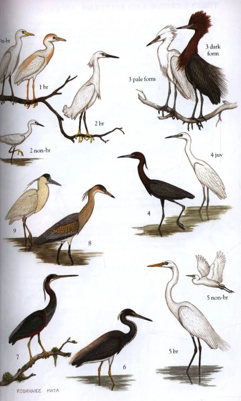 Field Guide Birds South America, non-passerines - Mata, R. 2006