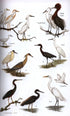 Field Guide Birds South America, non-passerines - Mata, R. 2006