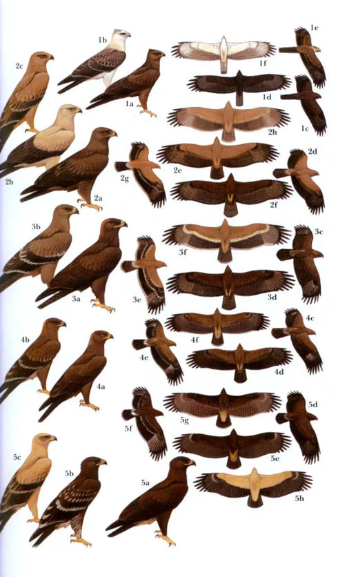 Field Guide to the Birds of Western Africa - Borrow, N. & Demey, R. 2004