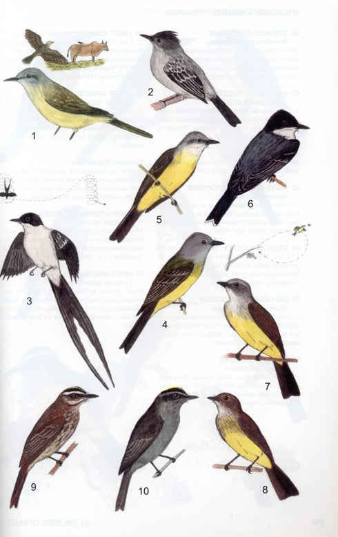 All the birds of Brazil - Souza, D. 2006