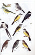 All the birds of Brazil - Souza, D. 2006