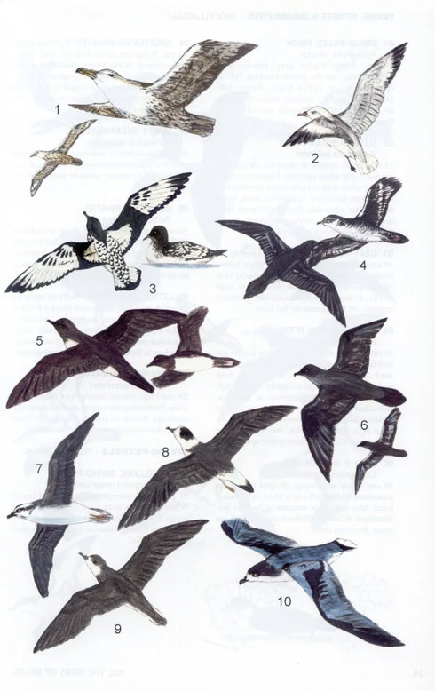 All the birds of Brazil - Souza, D. 2006