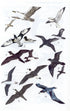 All the birds of Brazil - Souza, D. 2006