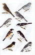 All the birds of Brazil - Souza, D. 2006