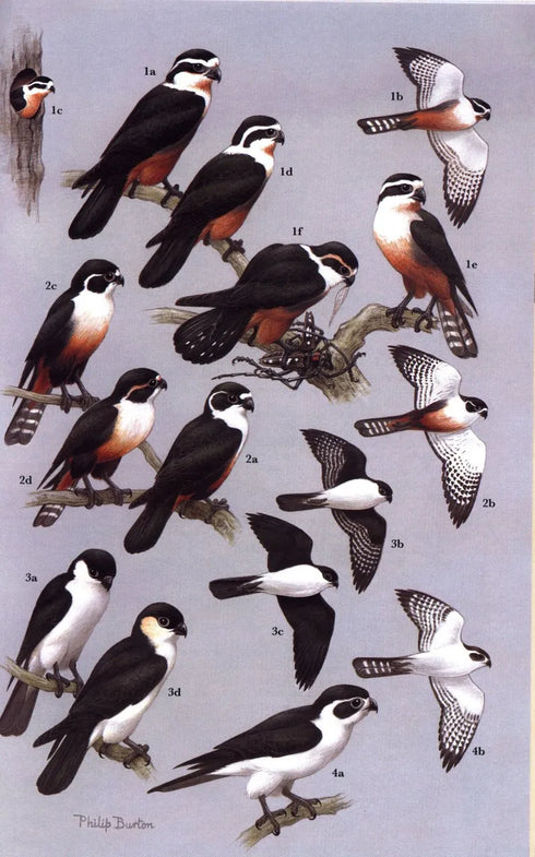 Raptors of the World - A Field Guide - James Ferguson-Lees 2005