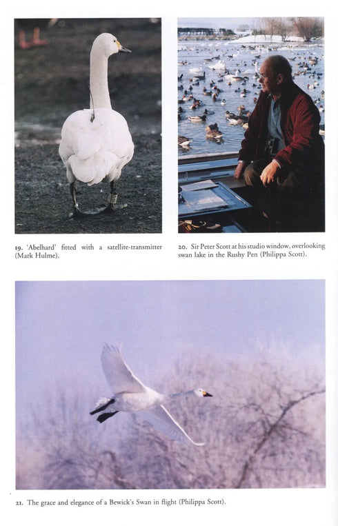 Bewick´s Swan - Rees,E. 2006