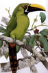 Toucans of the Americas - Tucanos - Tucanos das Americas - Alvarenga,H. & Brettas,E. 2004