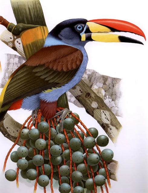Toucans of the Americas - Tucanos - Tucanos das Americas - Alvarenga,H. & Brettas,E. 2004