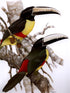 Toucans of the Americas - Tucanos - Tucanos das Americas - Alvarenga,H. & Brettas,E. 2004