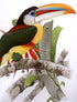 Toucans of the Americas - Tucanos - Tucanos das Americas - Alvarenga,H. & Brettas,E. 2004