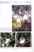 The Birds of Malawi - Francoise Dowsett-Lemaire 2006