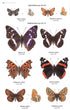Collins Butterfly Guide - the most complete guide to the butterflies of Britain and Europe - Tolman,T. 2009