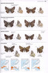 Collins Butterfly Guide - the most complete guide to the butterflies of Britain and Europe - Tolman,T. 2009
