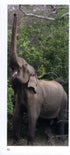 A Photographic Guide to Mammals of Sri Lanka - Wijeyeratne 2008