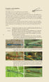 Veldgids Libellen - Field Guide to Dragonflies - Bos,F. 2007