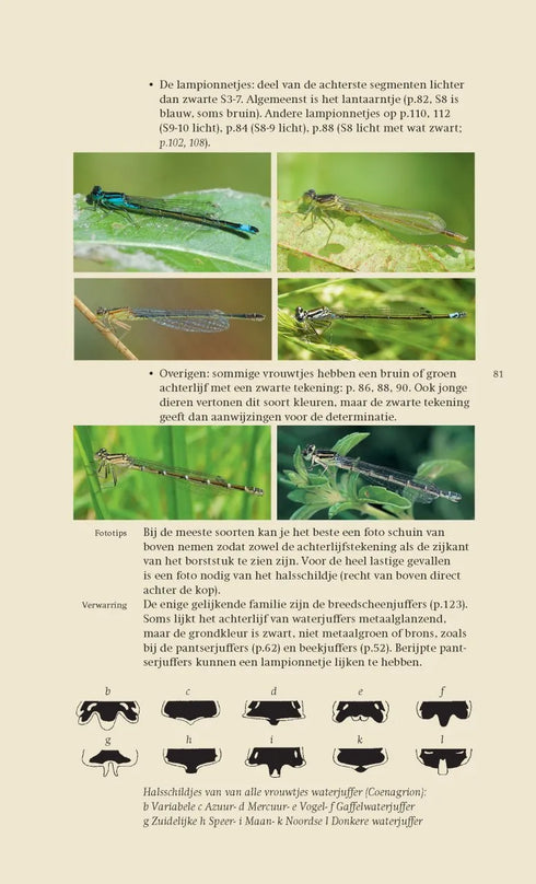 Veldgids Libellen - Field Guide to Dragonflies - Bos,F. 2007