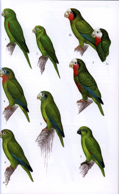 Collins Field Guide Birds of the West Indies - Arlott,N. 2010