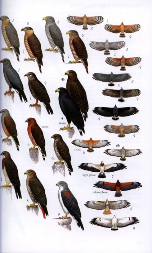 Collins Field Guide Birds of the West Indies - Arlott,N. 2010