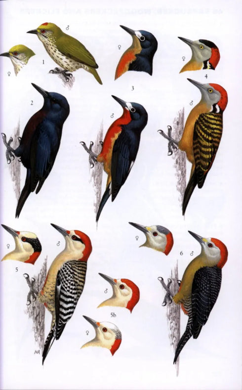 Collins Field Guide Birds of the West Indies - Arlott,N. 2010