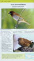 A Photographic guide to the Birds of Jamaica - Haynes Sutton ym. 2009