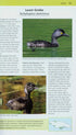 A Photographic guide to the Birds of Jamaica - Haynes Sutton ym. 2009