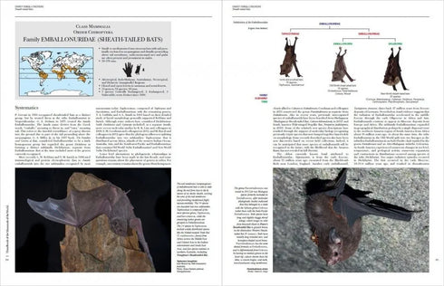 Handbook of the Mammals of the World no 9 Bats - (Lynx) 2019