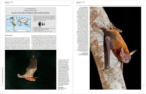 Handbook of the Mammals of the World no 9 Bats - (Lynx) 2019